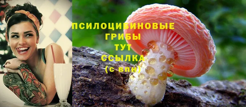 Псилоцибиновые грибы MAGIC MUSHROOMS  закладки  Камешково 